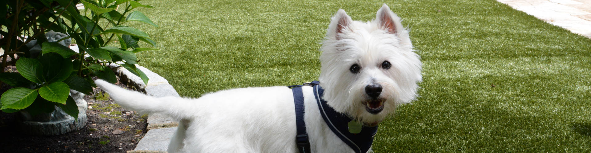Fresno Pet Turf Maintenance