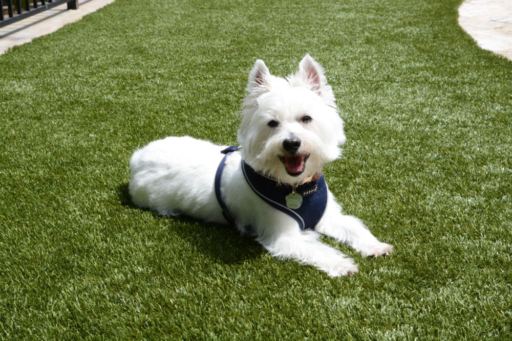 Happy white dog lying on artificial turf for dogs, showcasing a clean, pet-friendly synthetic grass surface in a residential yard
