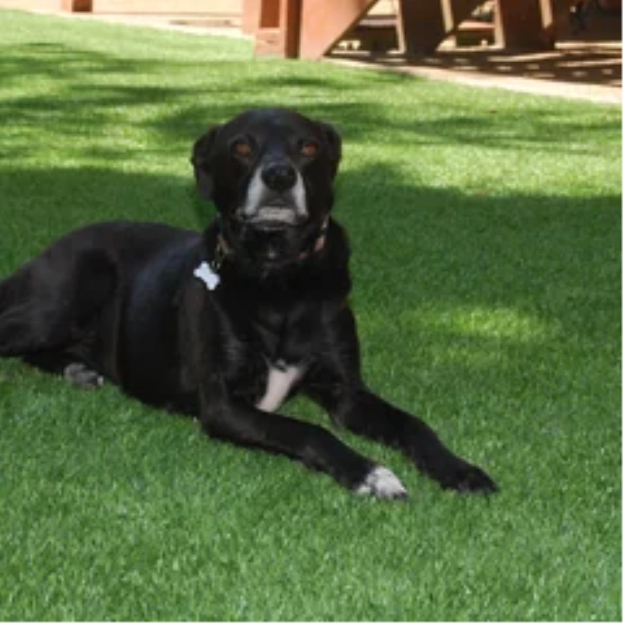Black dog resting on a pet-friendly Fresno artificial turf backyard lawn