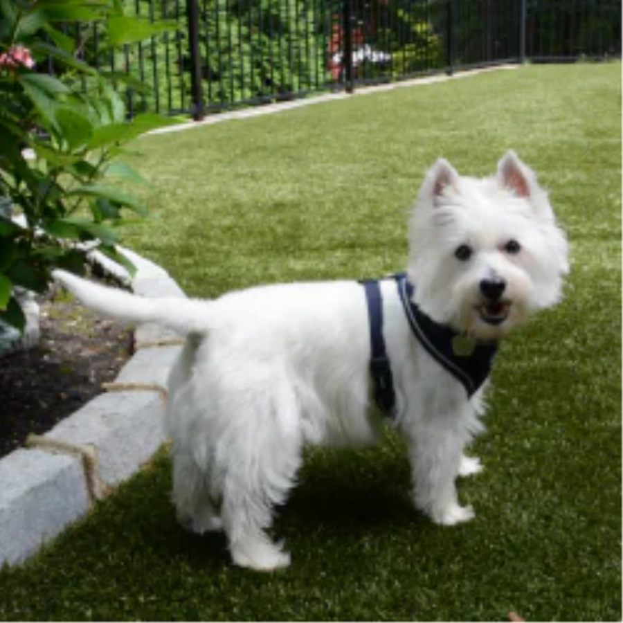 Pet Turf for Apartment Communities and Dog Parks in Fresno