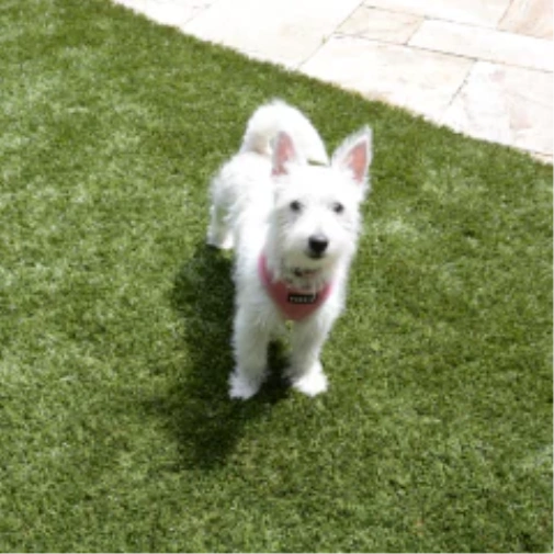 Selecting the Ideal Turf for Your Dog