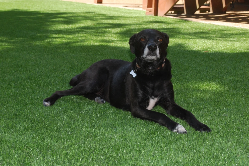 Black dog resting on a pet-friendly Fresno artificial turf backyard lawn