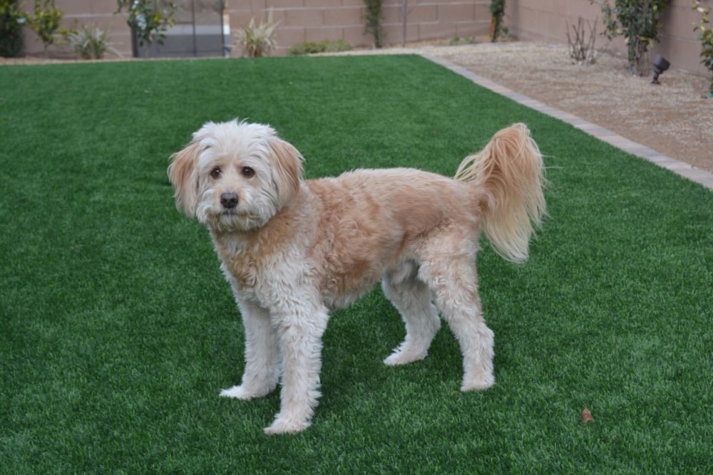 Fresno artificial grass landscaping