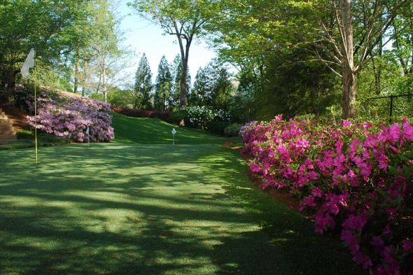 Fresno backyard putting green grass with flags and pink flowers